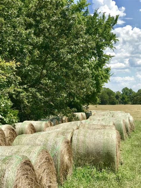 Certified Forage Testing Laboratories. . Hay for sale in arkansas